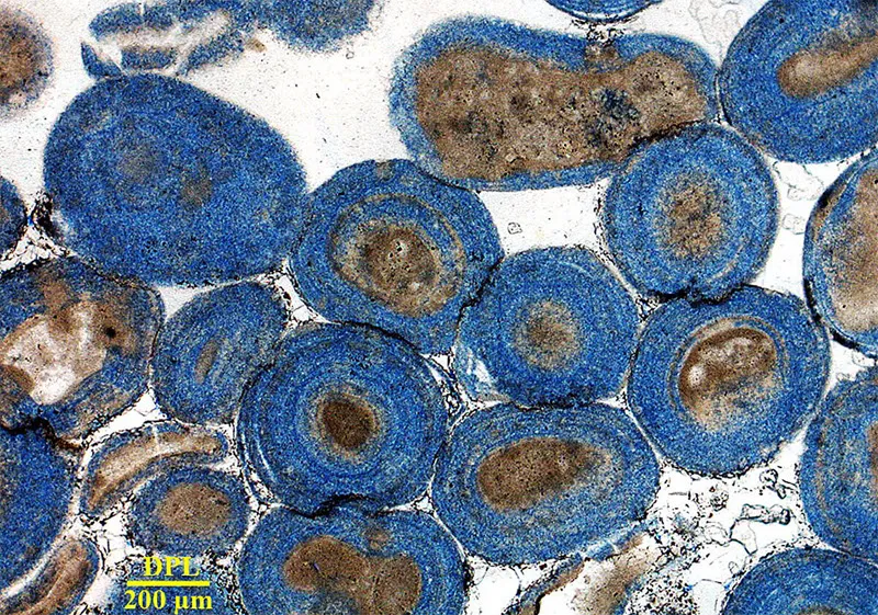 Blue-Microporosity-Carbonate-Petrography-Section-800px